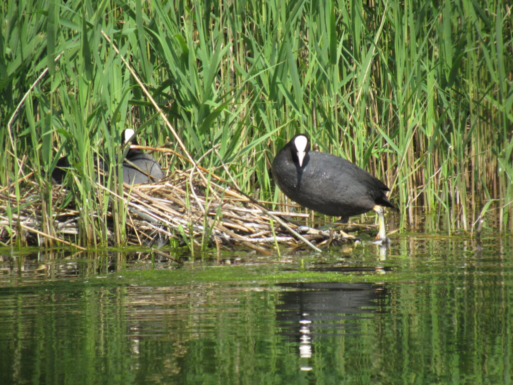 black water birds with white faces sitting on a nest