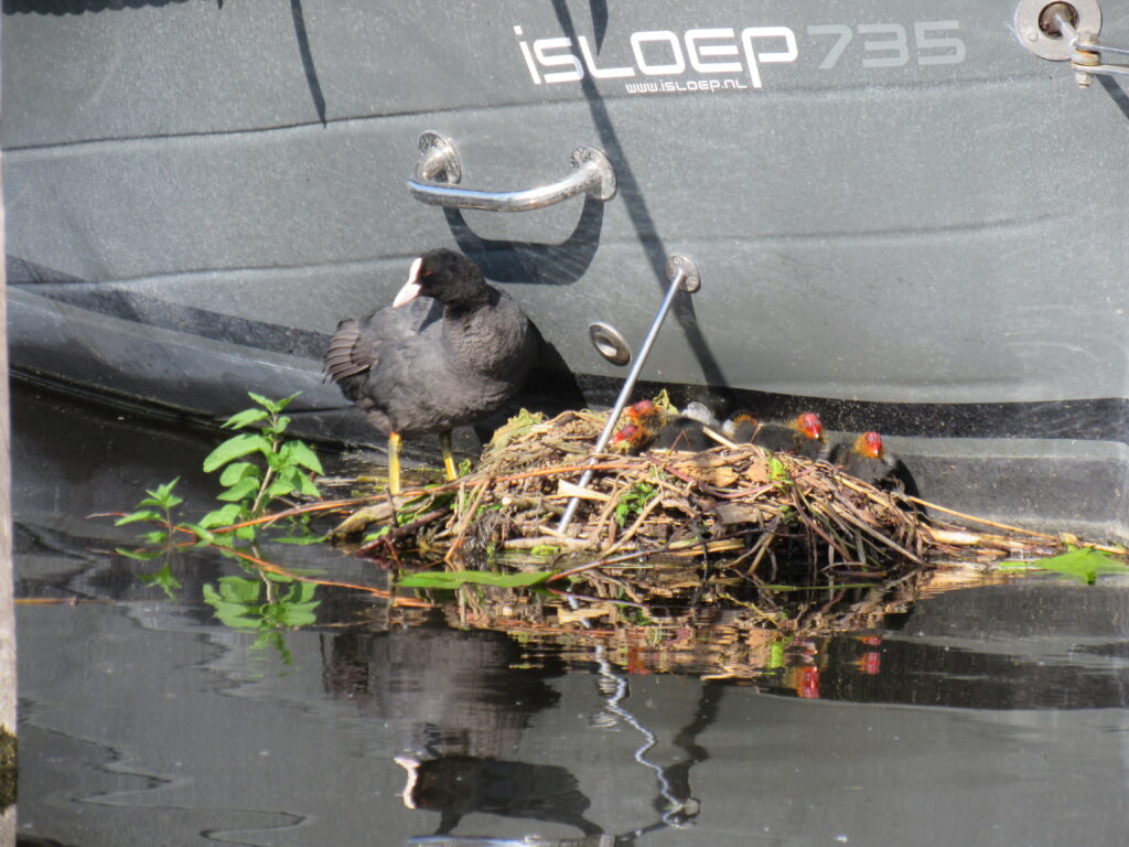 birds on nest against boat hull